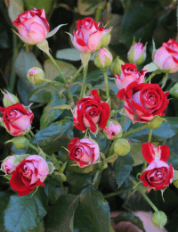 Кустовая роза B. Babbls