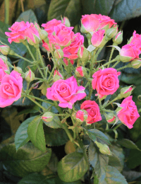Кустовая роза Love Lidia