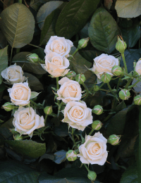 Кустовая роза Jana