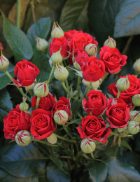 Кустовая роза Mirabel