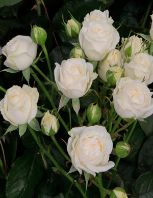 Кустовая роза Belarus