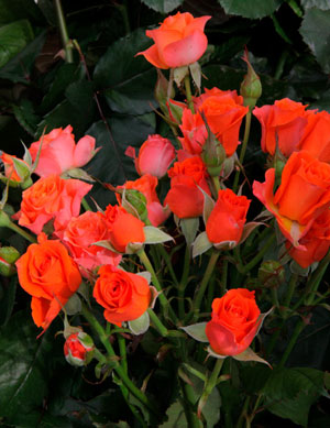 Кустовая роза Alegria