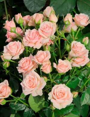 Кустовая роза Lidia
